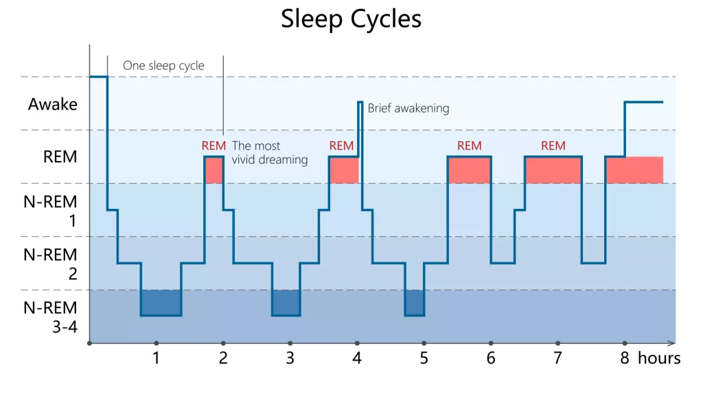 sleep-cycles